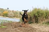 DOBERMANN 517